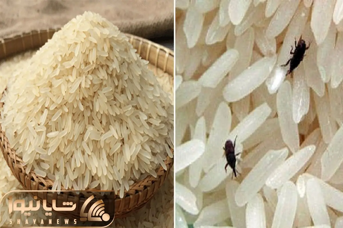 تکنیک از بین بردن کرم برنج