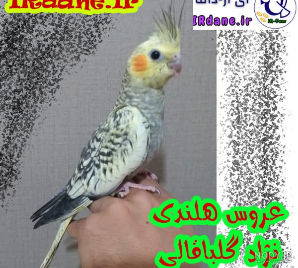 جفت گیری عروس هلندی - فروشگاه چیکن دیوایس جفت گیری عروس هلندی - فروشگاه چیکن دیوایس