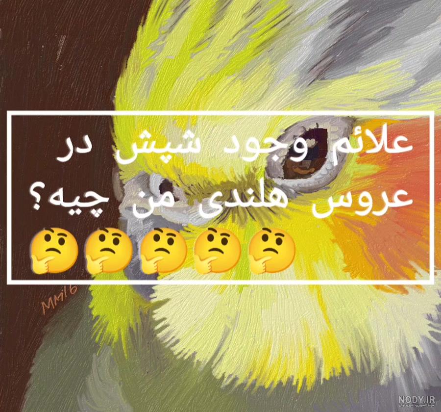 درمان شپشک و مایت در قناری و پرندگان زینتی | فروشگاه آنلاین خانه پرندگان درمان شپشک و مایت در قناری و پرندگان زینتی | فروشگاه آنلاین خانه پرندگان