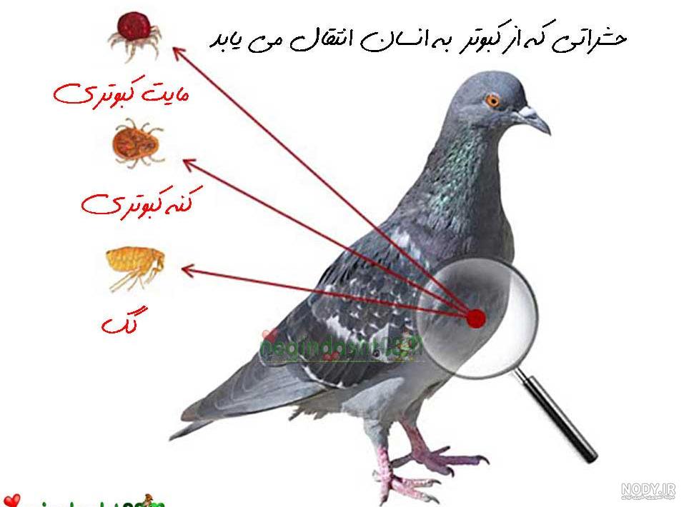 راه حل کنه کبوتری چیست؟ | ایران سم راه حل کنه کبوتری چیست؟ | ایران سم
