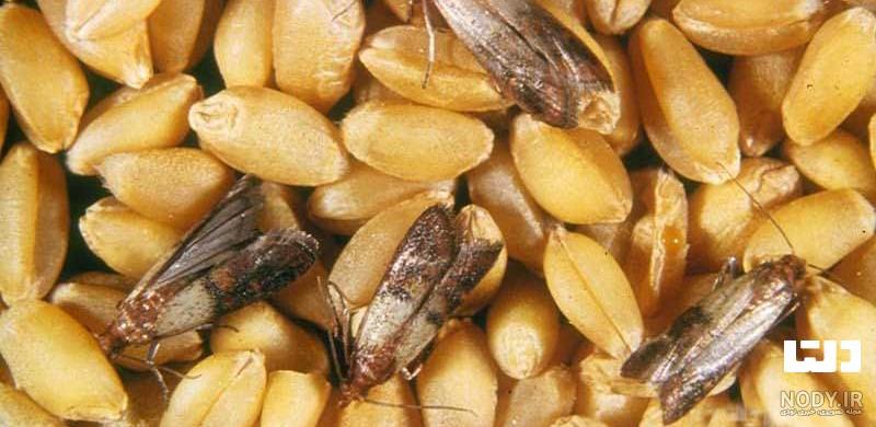 راه‌های جلوگیری از شپش زدن برنج و از بین بردن آن