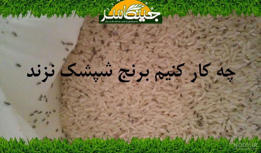 روش های جلوگیری از شپشک برنج ، شپشک برنج از چی بدش میاد ؟ آیا شپشک برنج  خطرناک است ، شپشک برنج از کجا می آید ؟ | فروش برنج شمال ،
