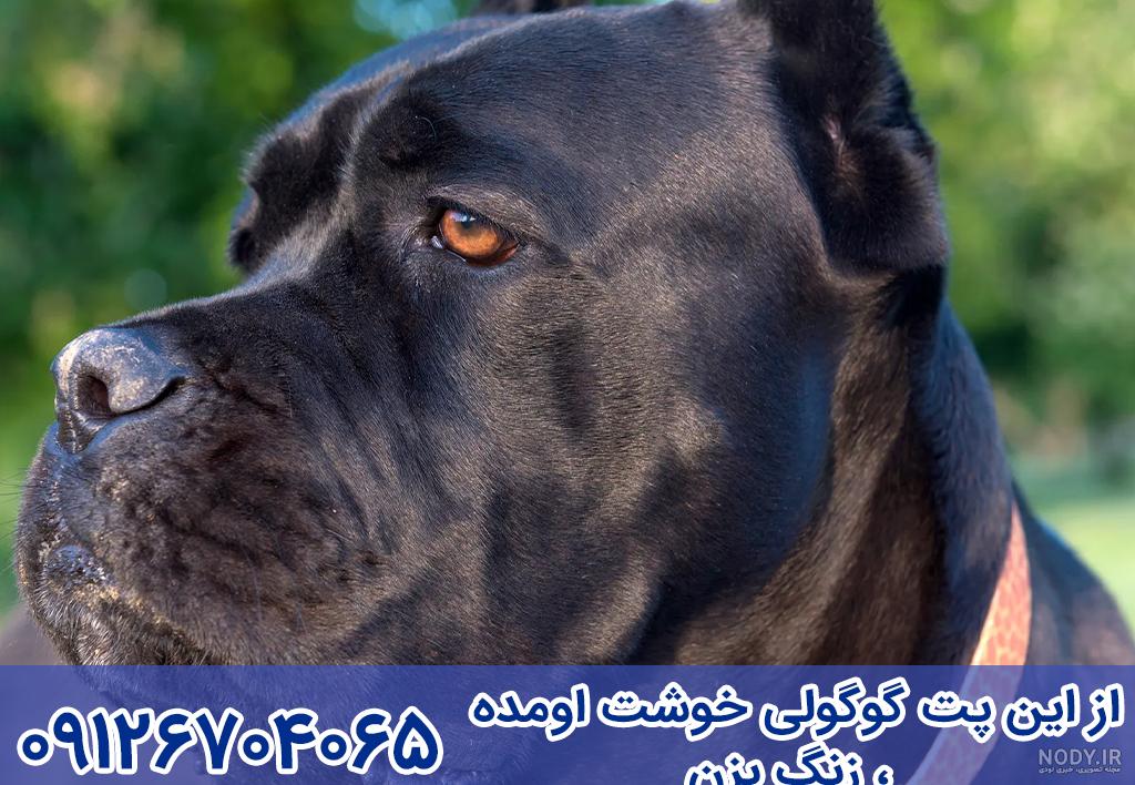 سگ کن کورسو استانداردها اصالت مراقبت و نگهداری نژاد بروزترین نکات