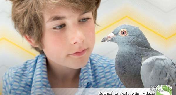 شرایط بهینه برای مست کردن و جفت گیری کبوتر ها - فروشگاه چیکن دیوایس شرایط بهینه برای مست کردن و جفت گیری کبوتر ها - فروشگاه چیکن دیوایس