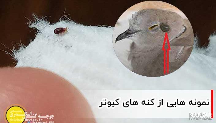 شرکت سمپاشی نگین دشت - تصاویر کنه کبوتری (Argas-reflexus)