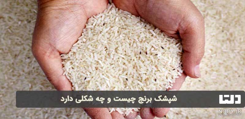 شپشک برنج چیست ؟ بهترین روش از بین بردن حشره برنج - برنج کاسپین
