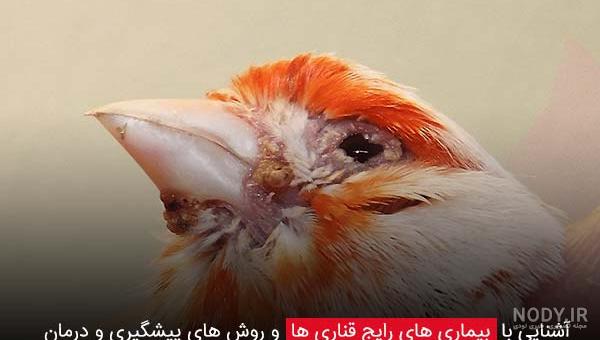 شپشک عکس شپش پرندگان شپشک عکس شپش پرندگان