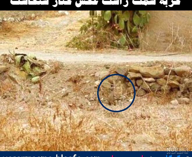 عمرا بتونی گربه رو تو این عکس پیدا کنی!!!