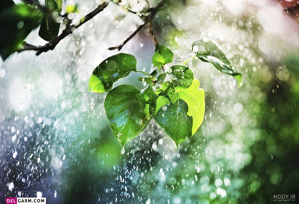 عکس از طبیعت کیوت