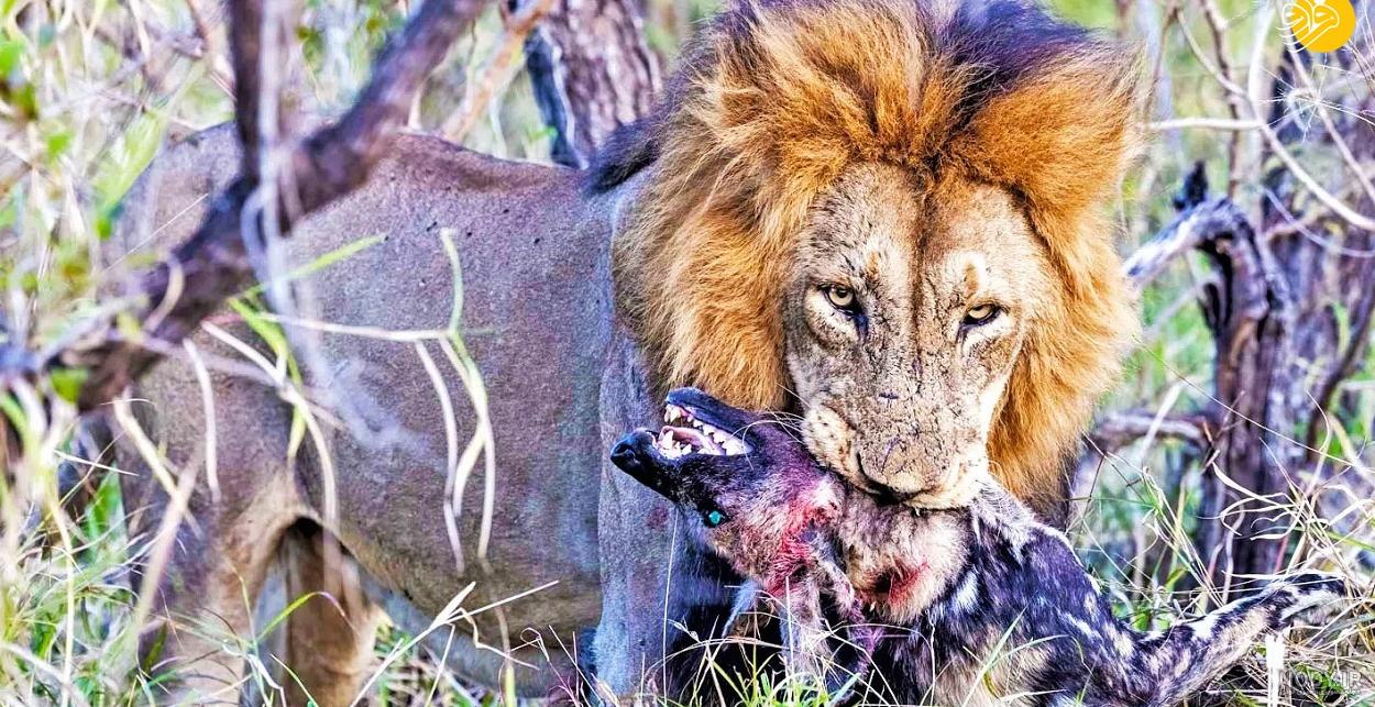 عکس شیر🦁دانلود 26 عکس شیر جنگل با کیفیت بالا