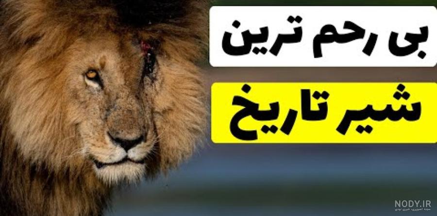 عکس شیر🦁دانلود 26 عکس شیر جنگل با کیفیت بالا عکس شیر🦁دانلود 26 عکس شیر جنگل با کیفیت بالا