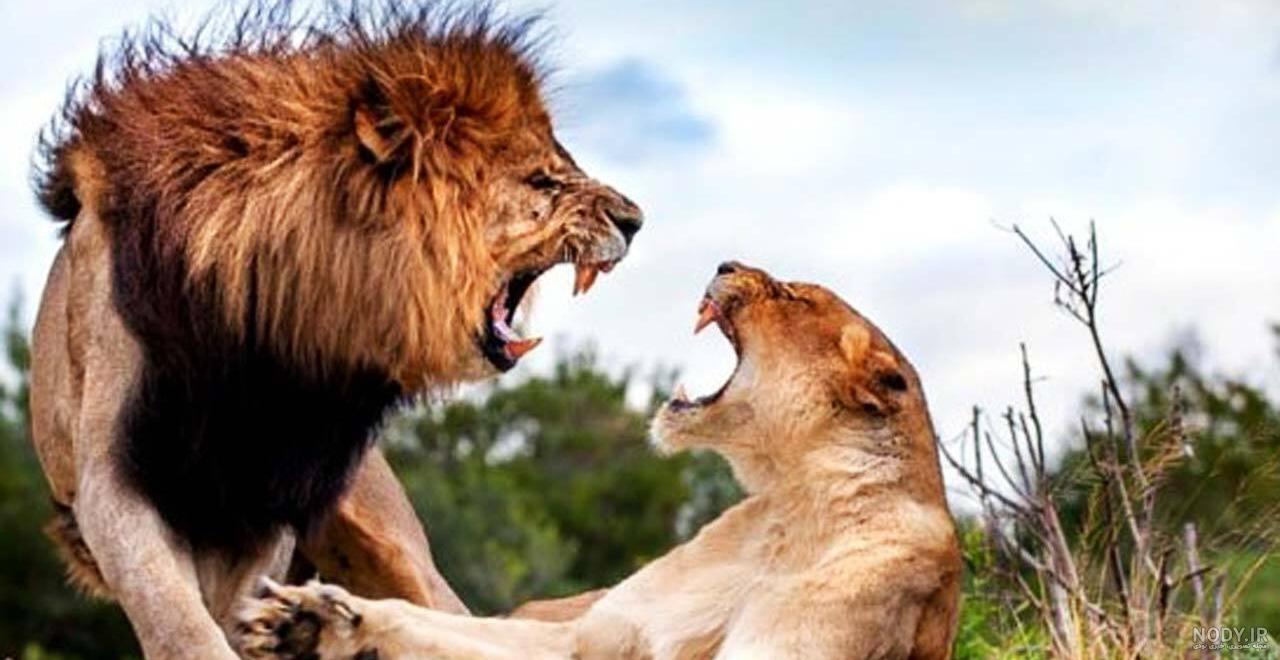 عکس شیر🦁دانلود 26 عکس شیر جنگل با کیفیت بالا عکس شیر🦁دانلود 26 عکس شیر جنگل با کیفیت بالا