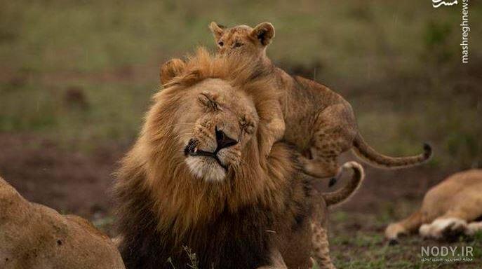 عکس شیر🦁دانلود 26 عکس شیر جنگل با کیفیت بالا عکس شیر🦁دانلود 26 عکس شیر جنگل با کیفیت بالا
