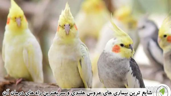 عکس عروس هلندی سه ماهه - عکس نودی عکس عروس هلندی سه ماهه - عکس نودی