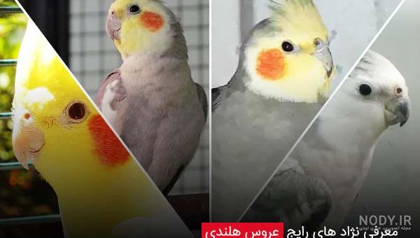 عکس مادر عروس هلندی عکس مادر عروس هلندی