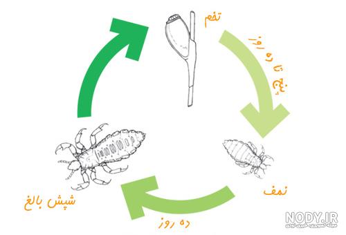 عکس نیش شپش بدن
