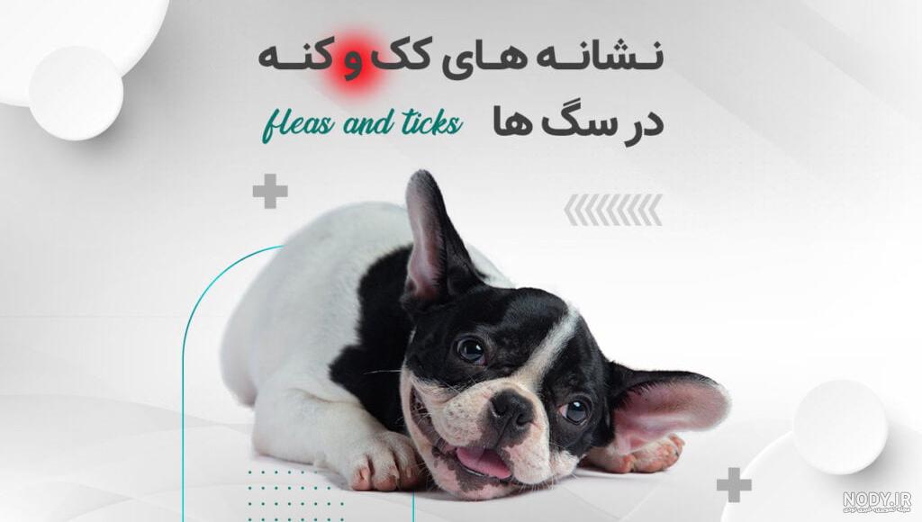 عکس کنه در بدن سگ