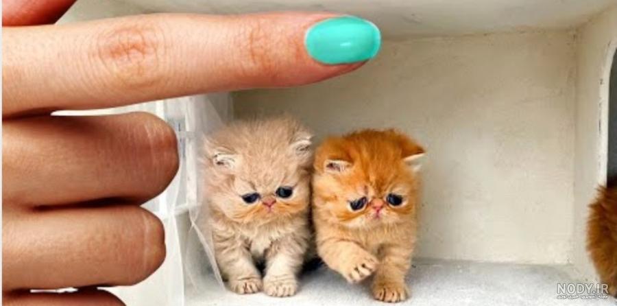 عکس گربه خانگی عکس گربه خانگی
