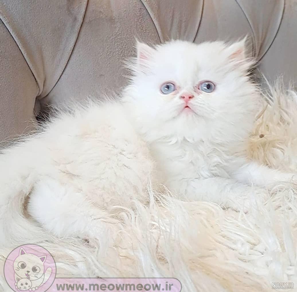 عکس گربه پرشین بچه