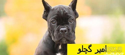 فروش سگ نژاد کن کورسو اصیل با کیفیت فوق العاده-آنلاین تبلیغ | معرفی کسب و  کار به گوگل