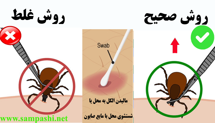 فیلم شناخت کنه کبوتری فیلم شناخت کنه کبوتری