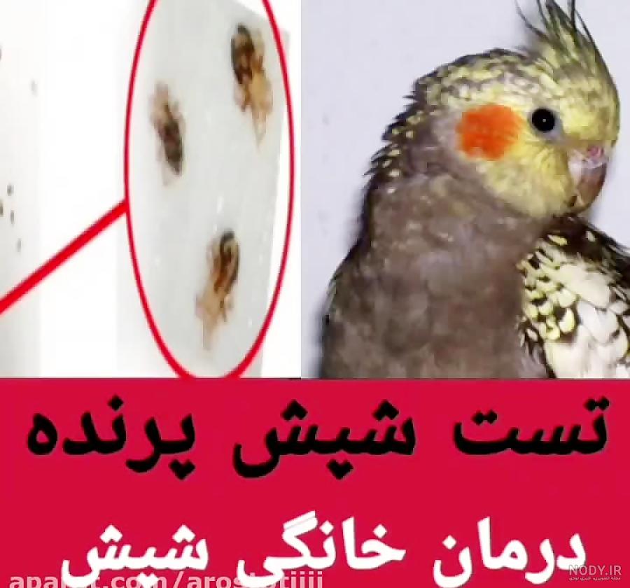 قیمت و خرید اسپری ضد شپش بدن و محیط پرندگان کد 11 حجم 250 میلی لیتر قیمت و خرید اسپری ضد شپش بدن و محیط پرندگان کد 11 حجم 250 میلی لیتر