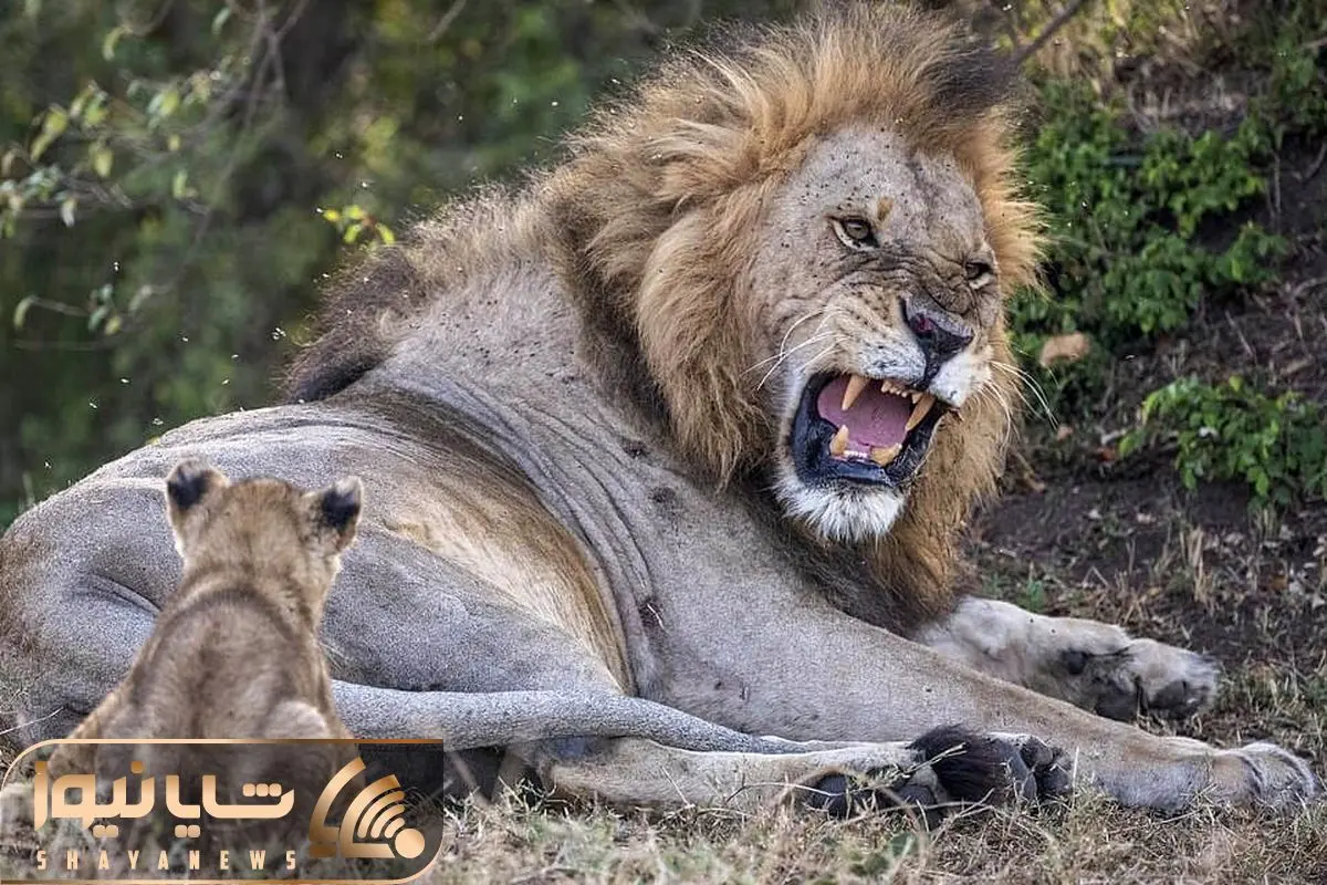 مجموعه عکس پروفایل شیر پادشاه جنگل؛ قدرتمند و مغرور - ستاره مجموعه عکس پروفایل شیر پادشاه جنگل؛ قدرتمند و مغرور - ستاره