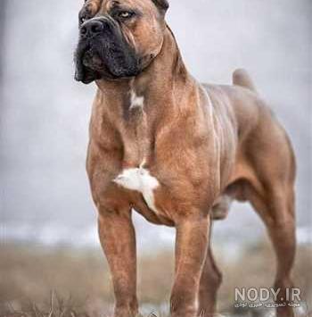 مشخصات کامل، قیمت و خرید نژاد سگ کین کورسو (Cane Corso) | پت راید