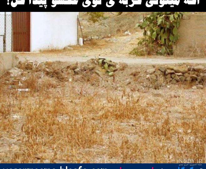 معمای پیدا کردن تصاویر مخفی | تصاویر پنهان شده در عکس ها را پیدا کنید
