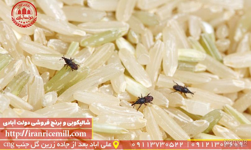 نحوه صحیح نگهداری برنج بدون حمله کرم و حشرات موذی