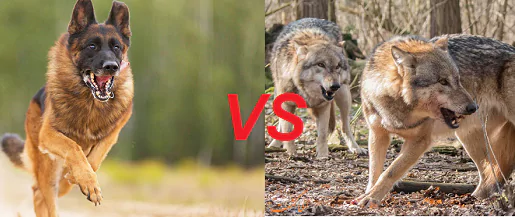 نژاد سگ کن کورسو (Cane Corso) عکس و ویدیو نژاد سگ کن کورسو (Cane Corso) عکس و ویدیو