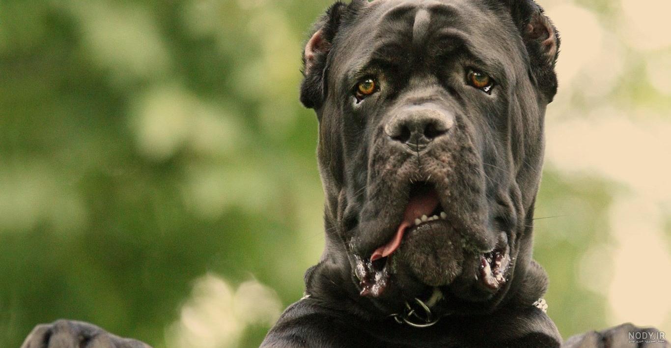نژاد سگ کن کورسو (Cane Corso) عکس و ویدیو