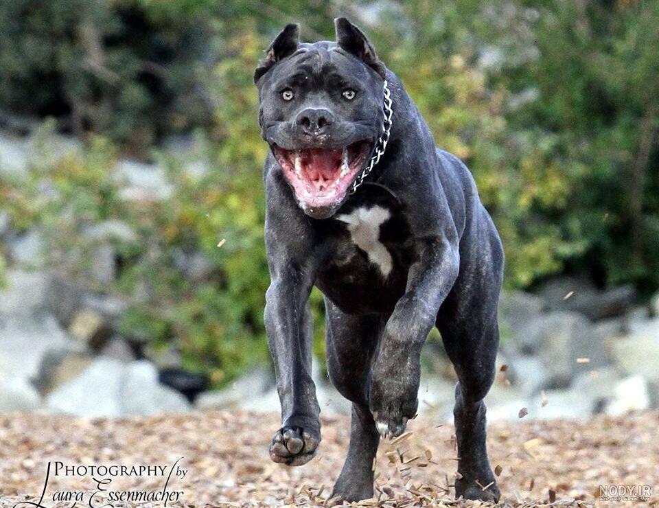 نژاد سگ کن کورسو (Cane Corso) عکس و ویدیو