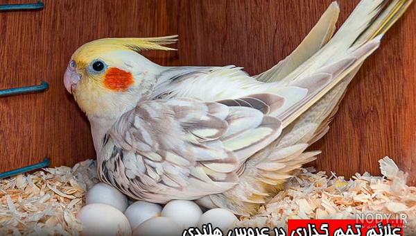 هر آنچه باید درباره عروس هلندی یا همان عروس پاریس بدانید هر آنچه باید درباره عروس هلندی یا همان عروس پاریس بدانید