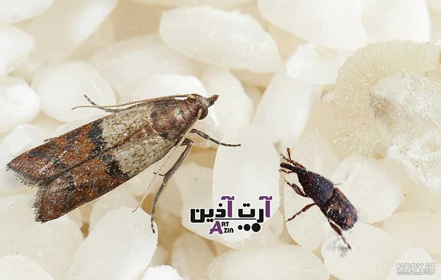 چه کار کنیم برنج شپشک نزند | برنج ایرانی خوب - فروش برنج ایرانی - برنج  جینگاسر