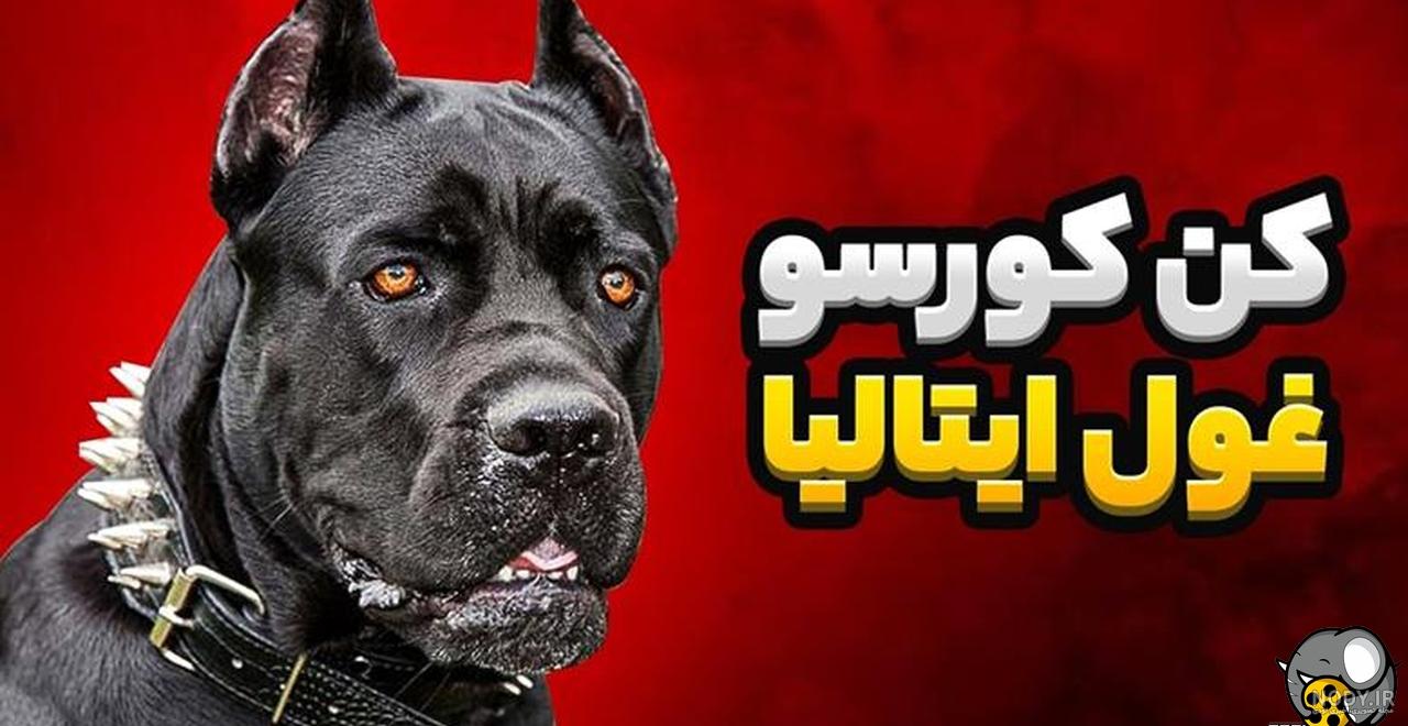 کن کورسو، سگ محافظ و مهربان[+قیمت و عکس] - پت98