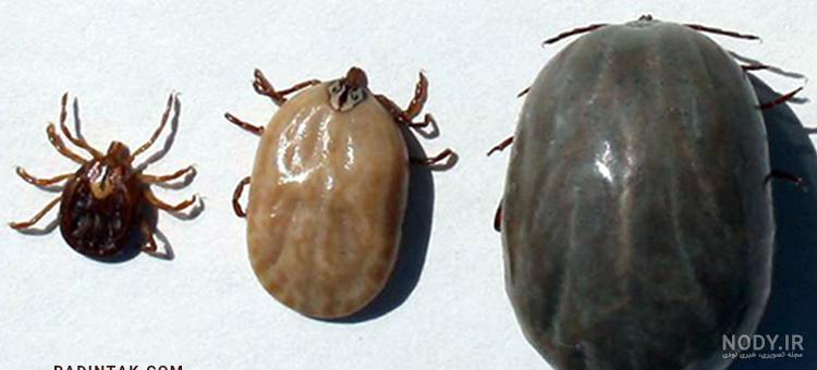 کنه تار عنکبوتی یا کنه قرمز (Spider mite) و روش از بین بردن این آفت | اطلسی ها کنه تار عنکبوتی یا کنه قرمز (Spider mite) و روش از بین بردن این آفت | اطلسی ها