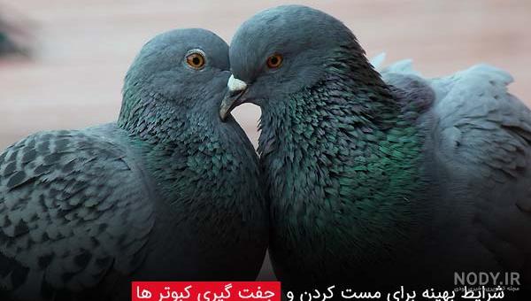 کنه کبوتر آرگاس رفلکسوس، این کنه از طریق کبوترهای آلوده به منازل و مناطق  مسکونی منتقل می شود.