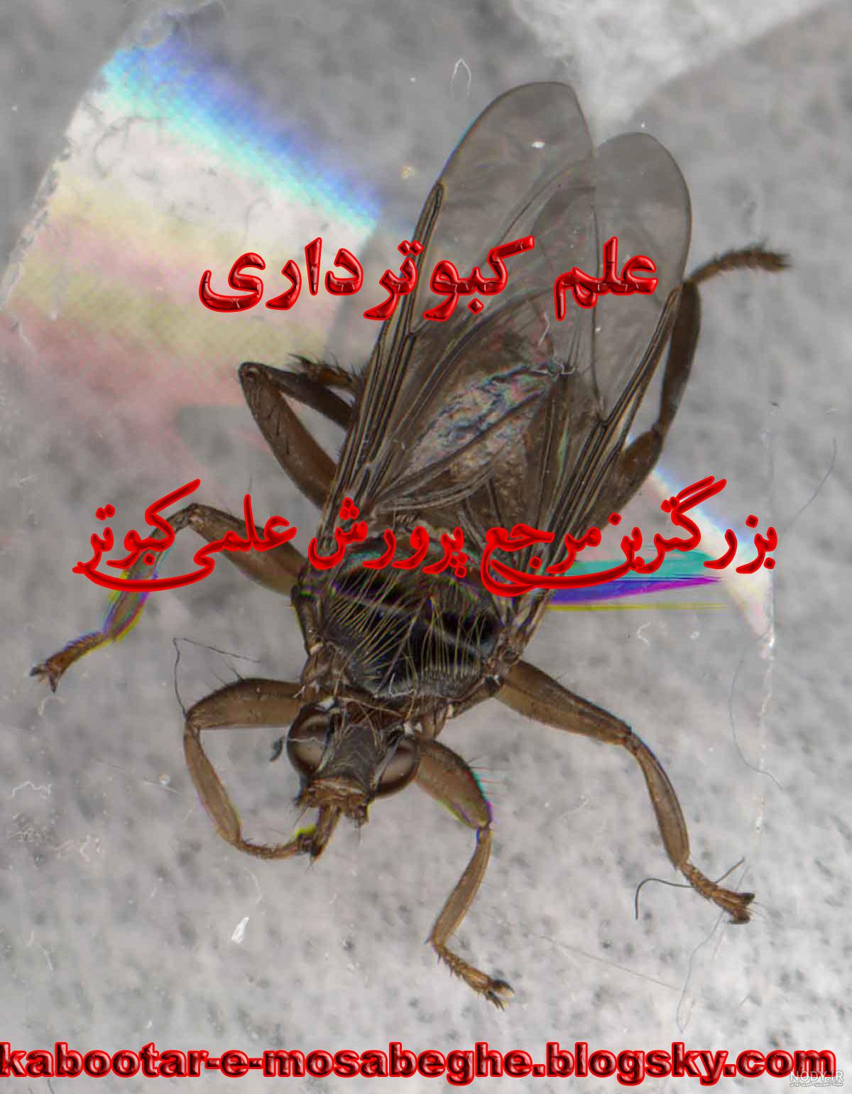 کنه کبوتری ، سمپاشی کنه کنه سمپاشی کنه کبوتری کنه کفتر عکس کنه کبوتری ،  سمپاشی کنه کبوتر