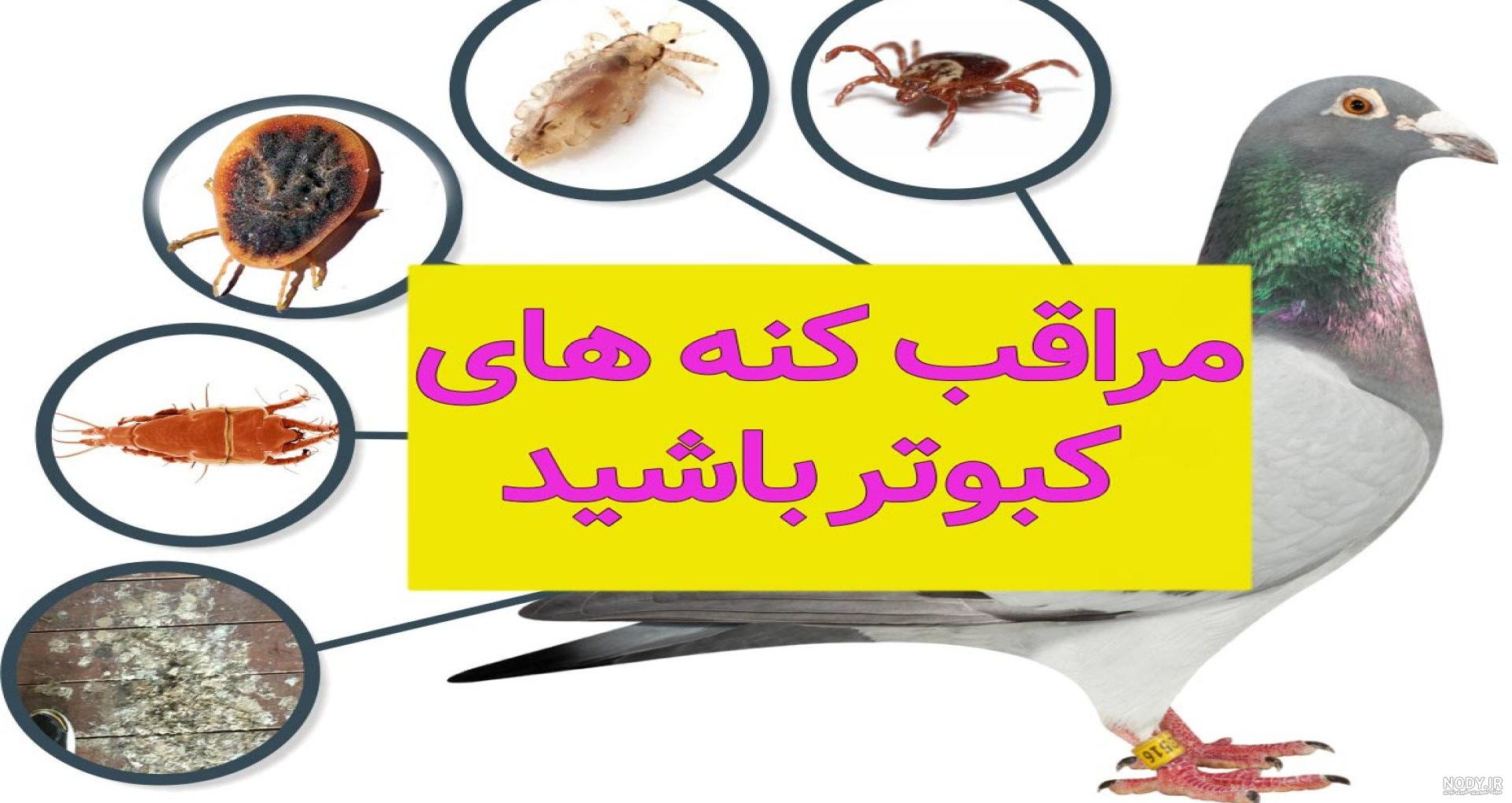 کنه کبوتری چیست ؟ کنه کبوتری و روش های از بین بردن آن در خانه- سمپاشان