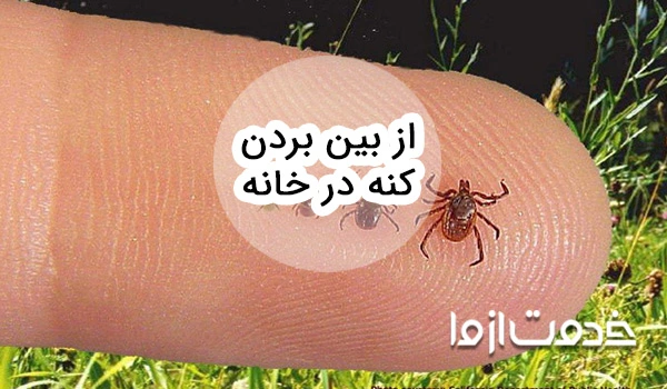کنه کبوتری چیست ؟ کنه کبوتری و روش های از بین بردن آن در خانه- سمپاشان