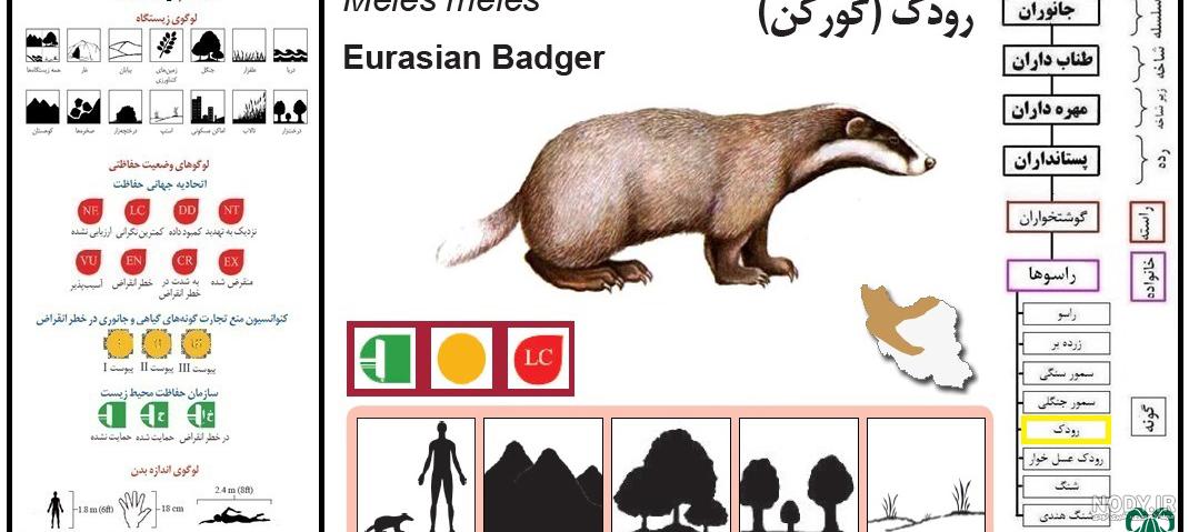 گورکن این روباه را غافلگیر کرد + فیلم