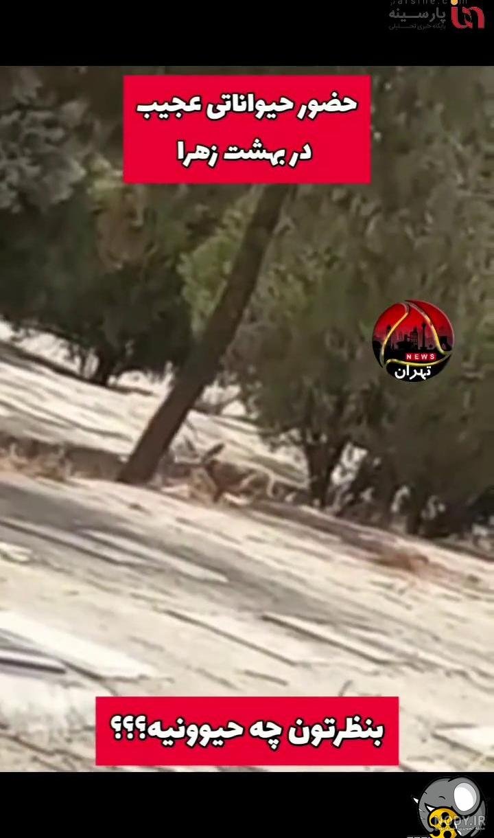 گورکن بزرگ در مشهد