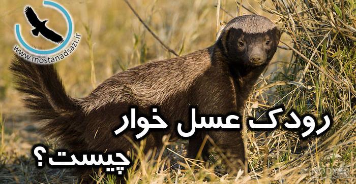 گورکن عسل‌خوار - ویکی‌پدیا، دانشنامهٔ آزاد