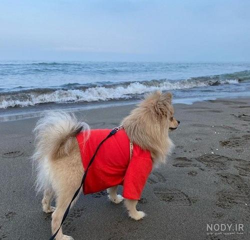 عکس خفن عکس دختر با سگ پاکوتاه