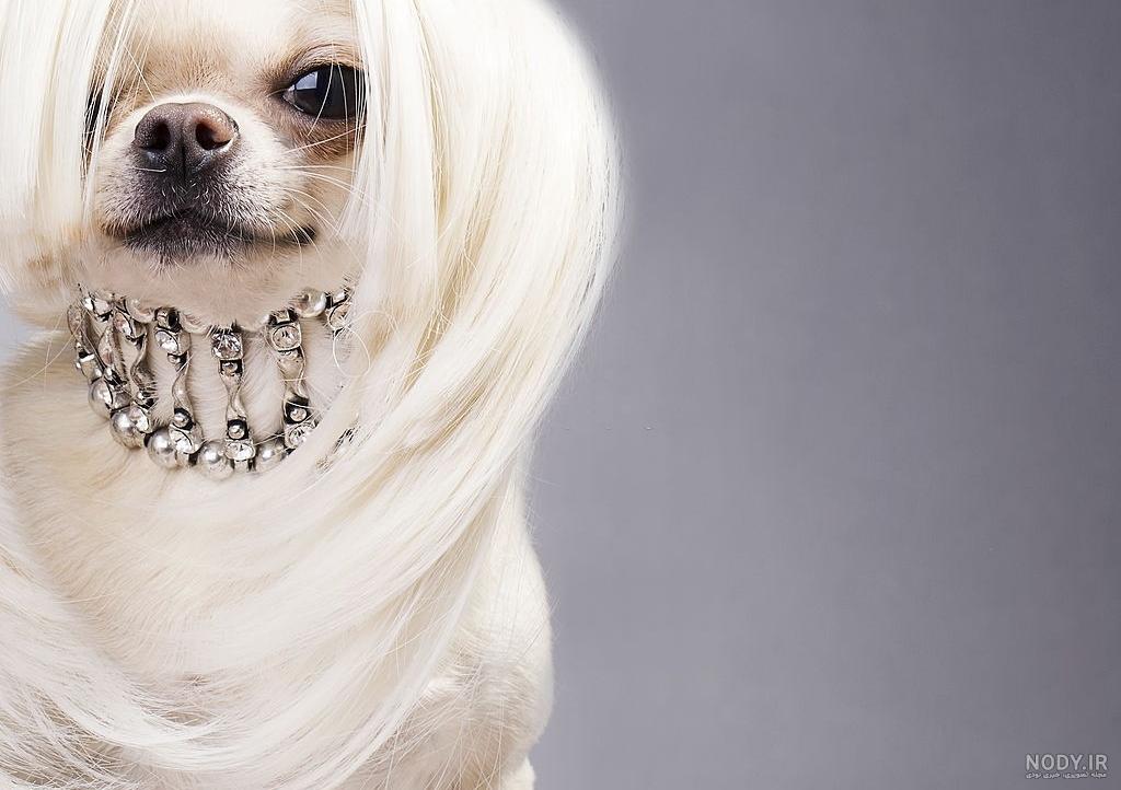 عکس خفن عکس دختر با سگ پاکوتاه