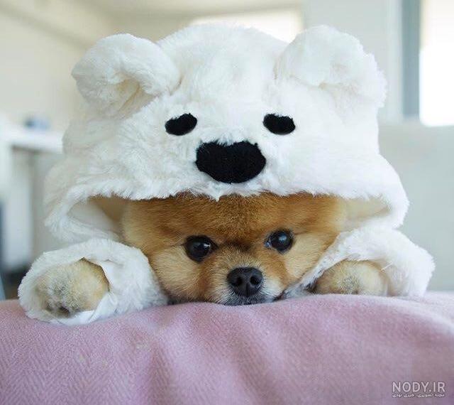 انواع نژاد سگ موجود در ایران