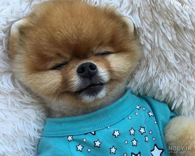 عکس خفن عکس دختر با سگ پاکوتاه