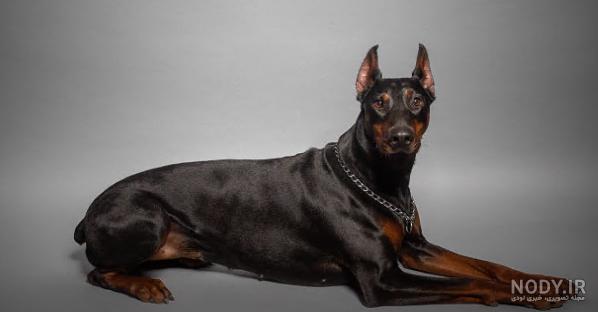 انواع نژاد سگ موجود در ایران