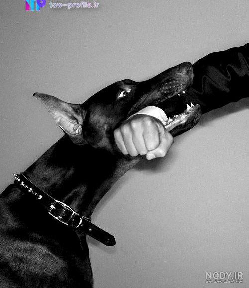 عکس خفن عکس دختر با سگ پاکوتاه